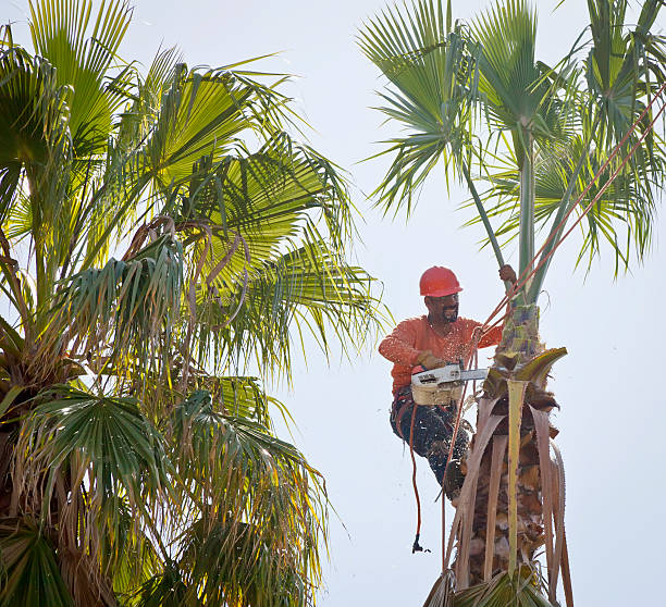 Best Tree Clearing Services  in Middlesex, NC